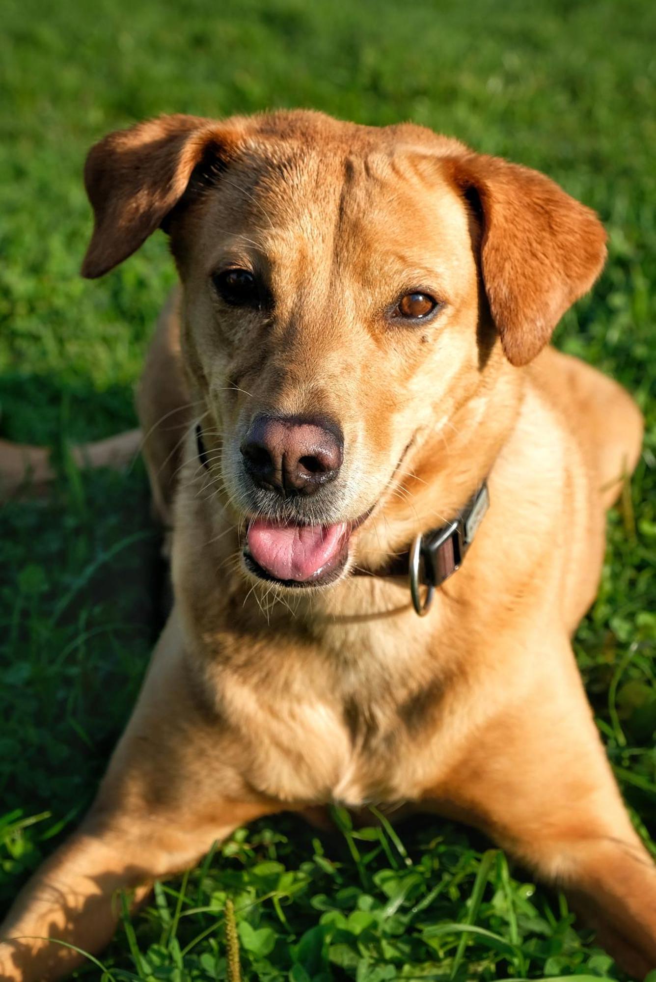 Garten Seeapartments Kaerntnerhof Hundefreundlich Weissensee Exteriér fotografie